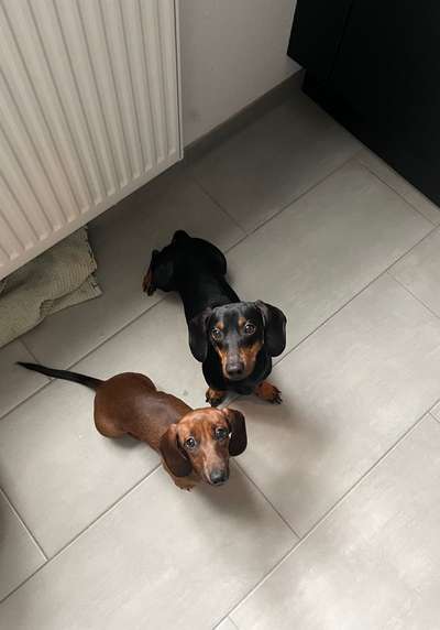 Hundetreffen-Social Walk-Bild