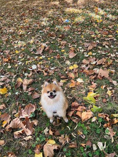 Hundetreffen-Pomeranian/ Zwergspitz in Frankfurt-Bild