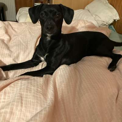 Hundetreffen-Gassirunde bzw. Spielrunde-Bild