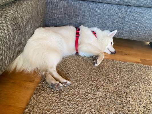 Spitz unruhig-Beitrag-Bild