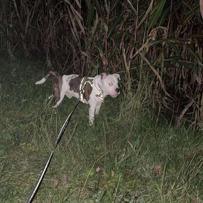 Hundetreffen-Spazierrunde &Spielrunde-Bild