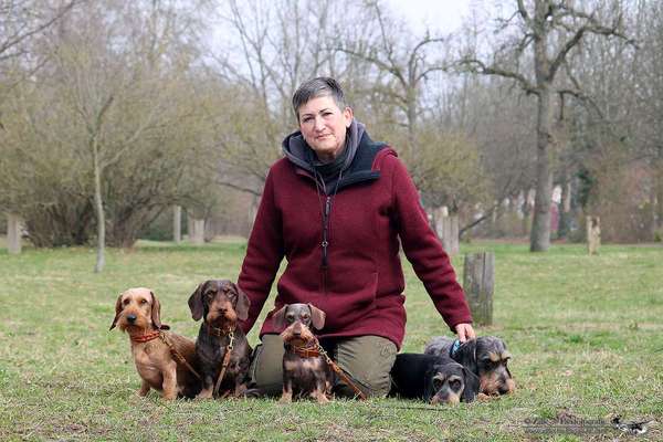 Hundeschulen-Hunderunde Eisenach-Bild
