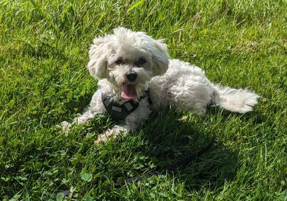 Maltipoo Freunde-Beitrag-Bild