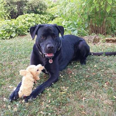 Hundetreffen-Spiel oder Gassirunde-Bild