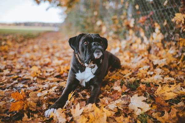 Deutsche Boxer-Beitrag-Bild