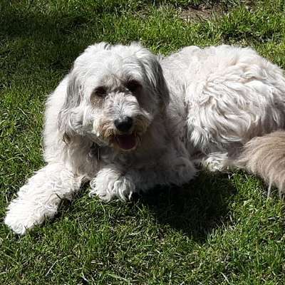 Hundetreffen-Gassirunde in 94513 Schönberg-Bild