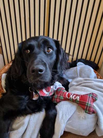 Flat Coated Retriever-Beitrag-Bild
