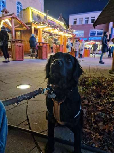 Flat Coated Retriever-Beitrag-Bild