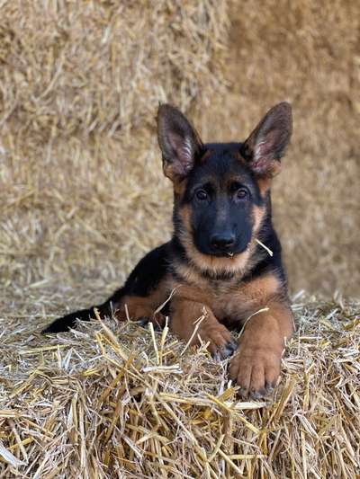 Lieblingsbild-Beitrag-Bild