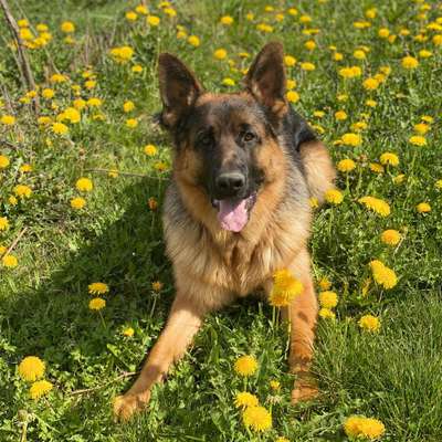 Hundetreffen-Gemeinsamer Spaziergang-Bild