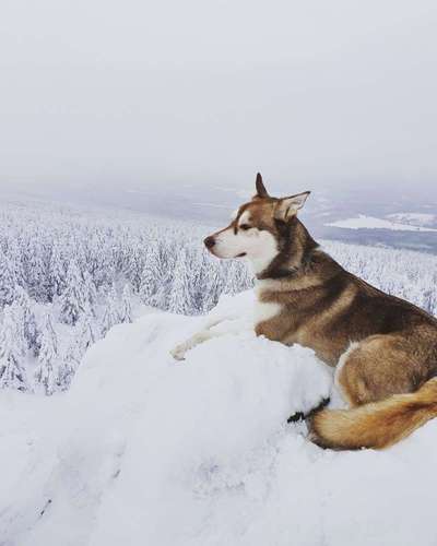 Seltene Rassen!-Beitrag-Bild