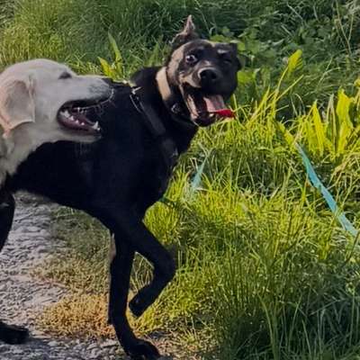 Hundetreffen-Playdates, Gassi Partner & Fellfreunde für Dusty-Bild