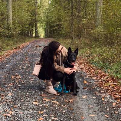 Hundetreffen-Playdates, Gassi Partner & Fellfreunde für Dusty-Bild