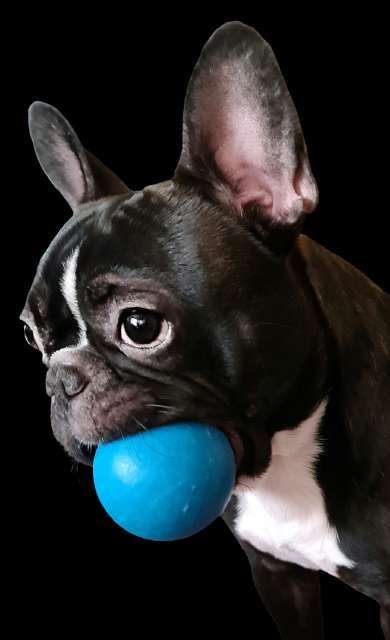 Zeigt her eure Frenchi-Beitrag-Bild