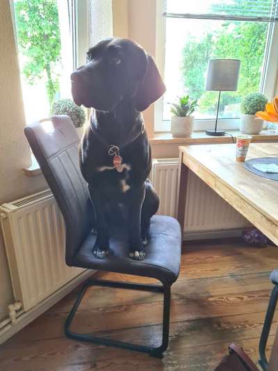 Rhodesian Ridgeback-Beitrag-Bild