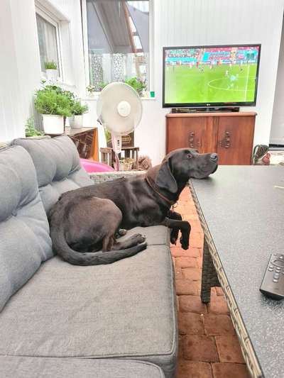 Rhodesian Ridgeback-Beitrag-Bild