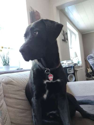 Rhodesian Ridgeback-Beitrag-Bild