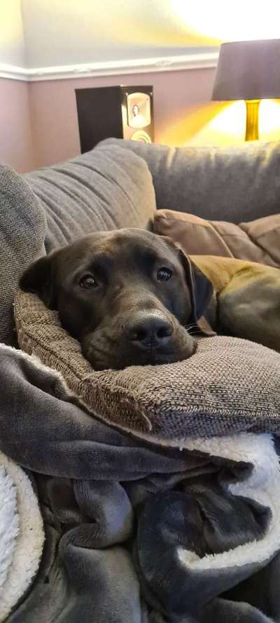 Rhodesian Ridgeback-Beitrag-Bild