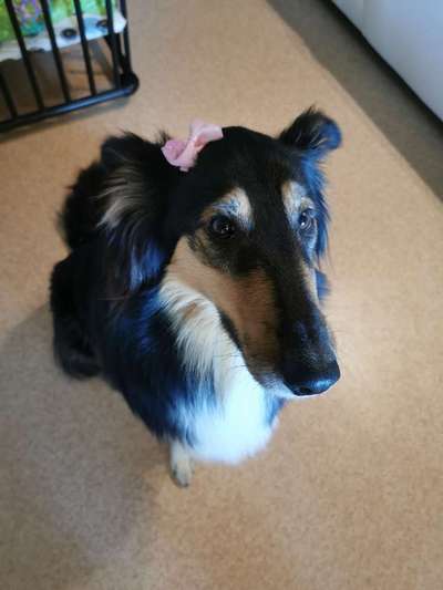 Hundetreffen-Zusammen Spazieren mit Freilauf-Bild