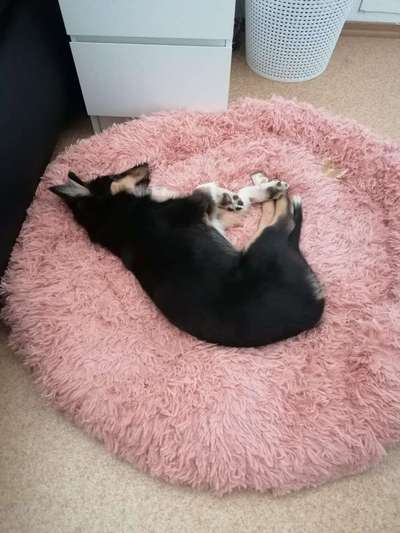 Darf der Hund bei Euch im Bett schlafen?-Beitrag-Bild