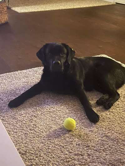 Unsere Fellnasen im Regenbogenland-Beitrag-Bild