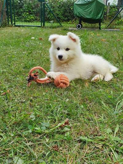 Welpen Bilder !-Beitrag-Bild