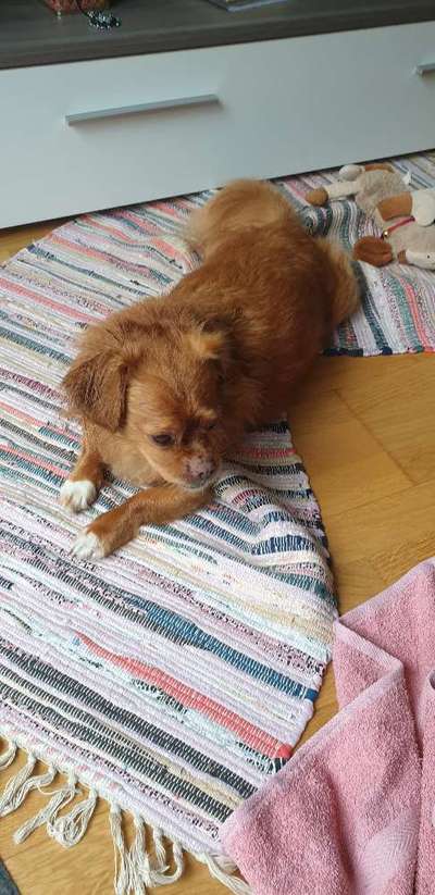 Wie kamst du zu deinem Hund?-Beitrag-Bild