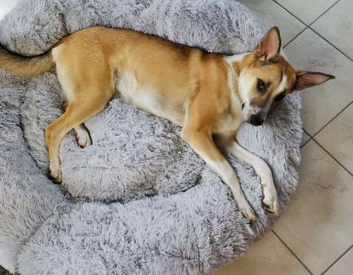 Mischlinge raten - Rätselspaß-Beitrag-Bild