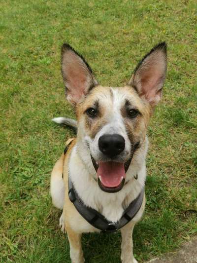 Mischlinge raten - Rätselspaß-Beitrag-Bild