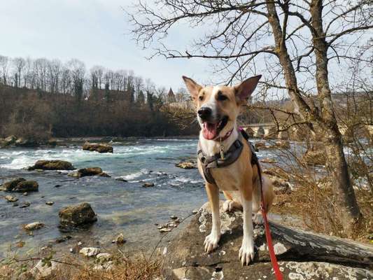 Hundetreffen-Trainingspartner gesucht.-Bild