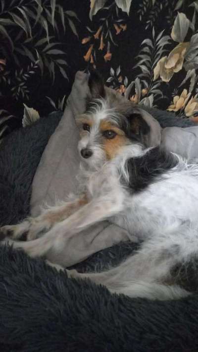 Hund aus dem Spanischen Tierschutz-Beitrag-Bild