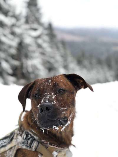 Dogorama Photo Challenge - Es wird nochmal kalt!-Beitrag-Bild