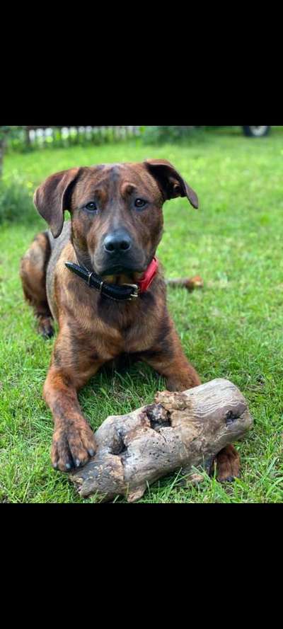 Mischlinge raten - Rätselspaß-Beitrag-Bild