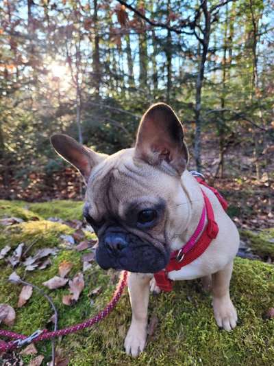 Hundetreffen-Ich würde gerne neben Gassi mit nem Buddy die Umgebung entdecken-Bild