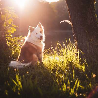 Hundetreffen-(Jung-)Hundetreff in&um Aßling-Bild