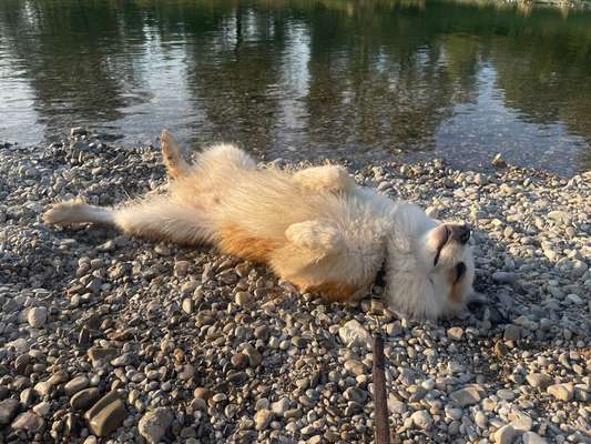 Hundetreffen-Leinenspaziergänge, nach Absprache später mit Kontakt-Bild