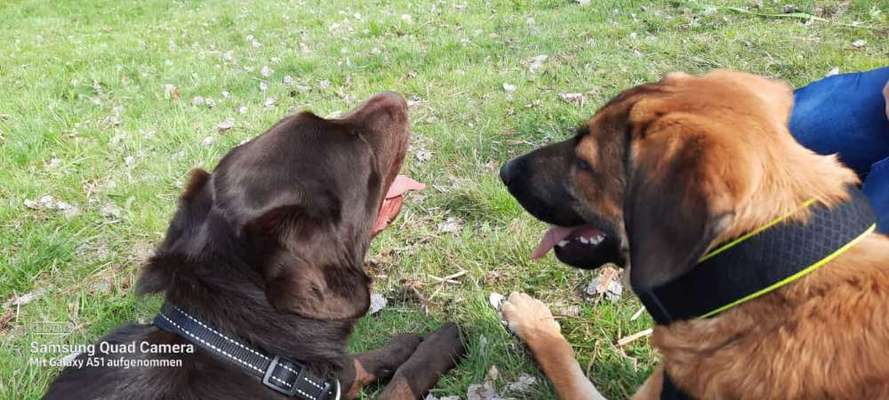 Rhodesian Ridgeback-Beitrag-Bild