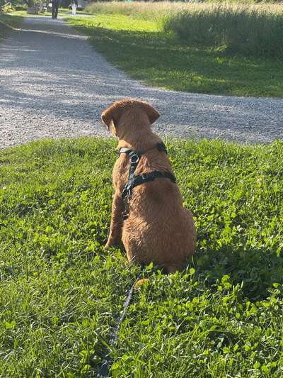 Hundetreffen-Welpen und Junghunde treffen-Bild