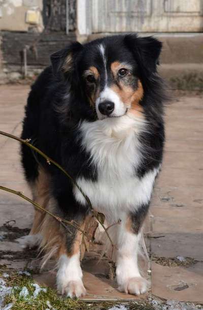 Aussies-Beitrag-Bild