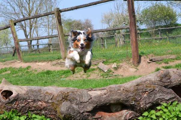 Dein Hund im Dogorama-Kalender 2021-Beitrag-Bild