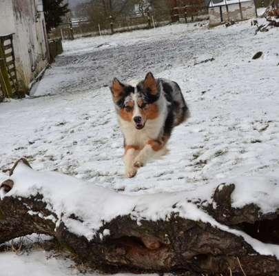 Dein Hund im Dogorama-Kalender 2021-Beitrag-Bild