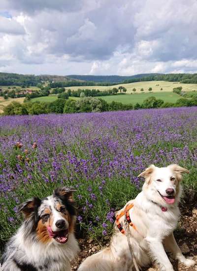 Die Dogorama Kalender Challenge 4/4-Beitrag-Bild