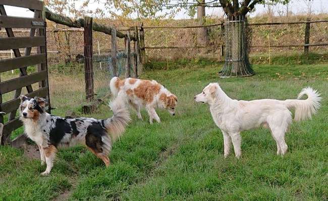Mischlinge - die beste Rasse die es gibt-Beitrag-Bild