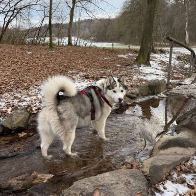 Hundetreffen-Trainings-/ Gassirunde-Bild