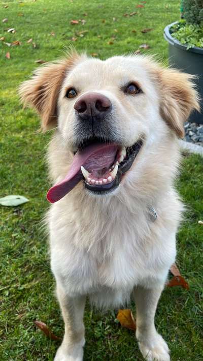 Wo sind die Golden Retriever Liebhaber?-Beitrag-Bild