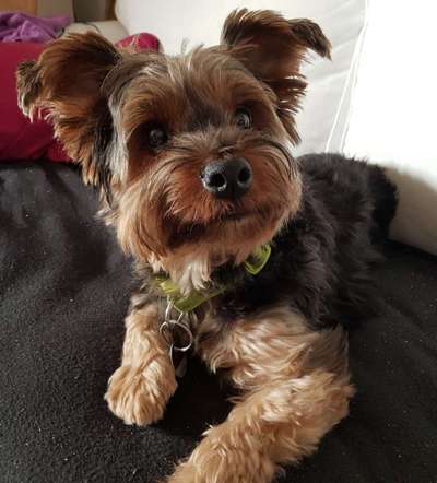 Die Dogorama Kalender Challenge Titelbild-Beitrag-Bild