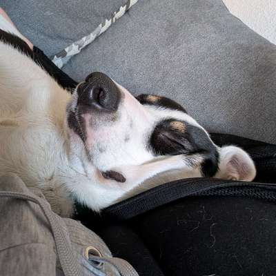 Hundetreffen-Social Walk Stadtpark Magdeburg