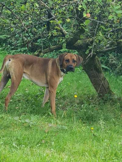 Rhodesian Ridgeback-Beitrag-Bild