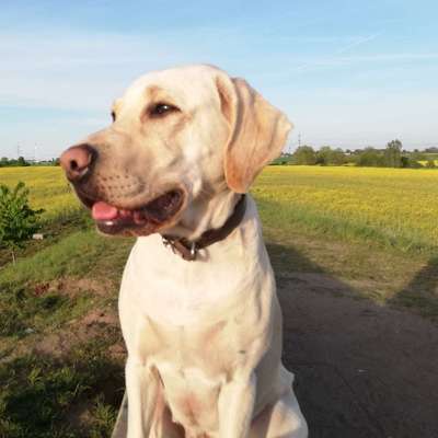 Hundetreffen-Gassirunde