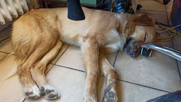 Seltene Rassen!-Beitrag-Bild